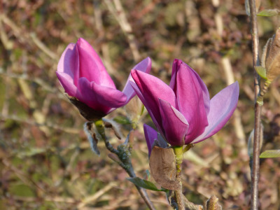 2019-04-07 Magnolia 'Royal Purple'.jpg
