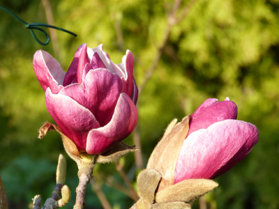 2019-04-07 Magnolia 'Pickard's Garnet'.jpg