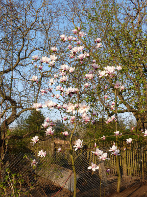 2019-04-07 Magnolia sprengeri var. sprengeri 4.jpg