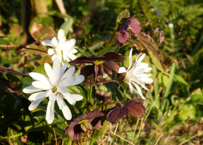 2019-04-07 Gartenimpressionen 2.jpg