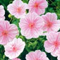 1Geranium_saguineum_var_striatum.jpg