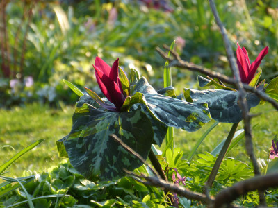 2019-04-07 Gartenimpressionen 4.jpg