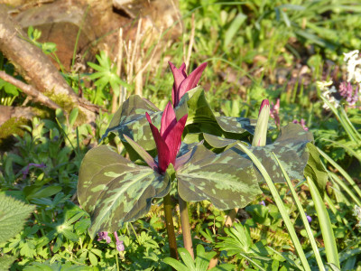 2019-04-07 Trillium chloropetalum.jpg
