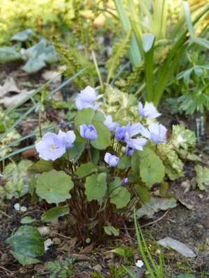 2019-04-07 Jeffersonia dubia.jpg