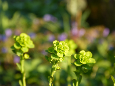 2019-04-07 Euphorbia amygdaloides var. robbiae.jpg
