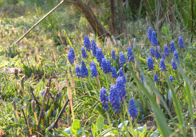 2019-04-07 Muscari.jpg