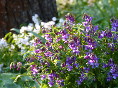 2019-04-07 Lathyrus vernus 1.jpg