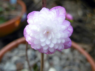 nobilis var. japonica Anjyu.JPG