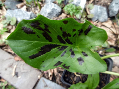 Arum mac.Althaldensleben.JPG