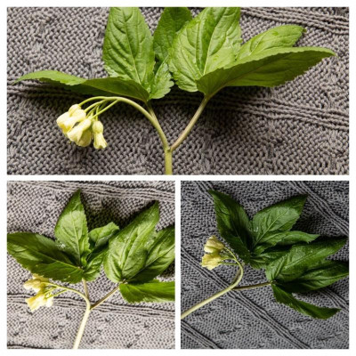 IMG_9598-COLLAGE.jpg