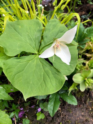 trillium-flexipes.jpg