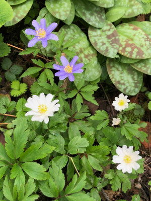 anemone-hilda_blue-queen.jpg