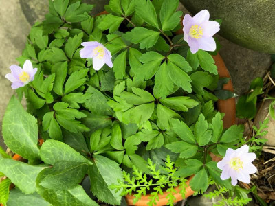 anemone-robinsoniana_helleborus.jpg