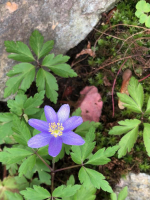 anemone-nemorosa-blue-queen.jpg