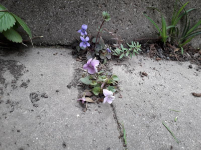 Viola Riv rotl und rosa.jpg