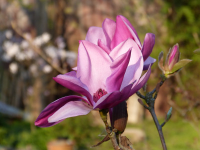 2019-04-08 Magnolia 'Royal Purple' 2.jpg