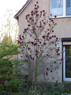 2019-04-08 Magnolia 'Genie' 1.jpg