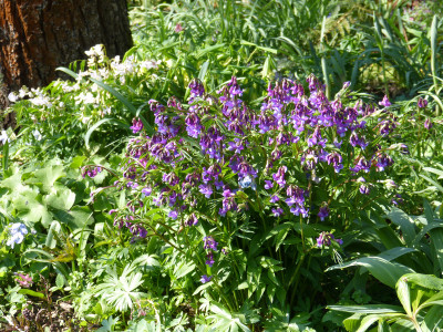 2019-04-08 Lathyrus vernus 1.jpg