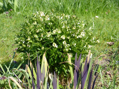 2019-04-08 Lathyrus vernus 2.jpg