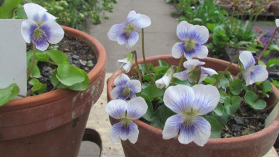 Viola sororia B eyes und Prisceana.jpg