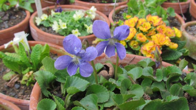 Viola sororia blau.jpg