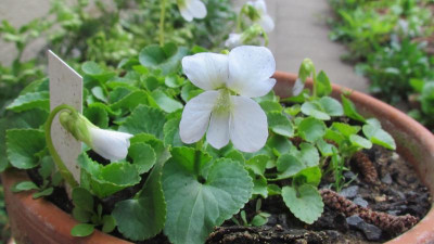 Viola sororia D Find.jpg