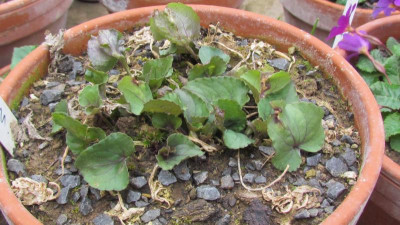 Viola Smokey Mountain.jpg