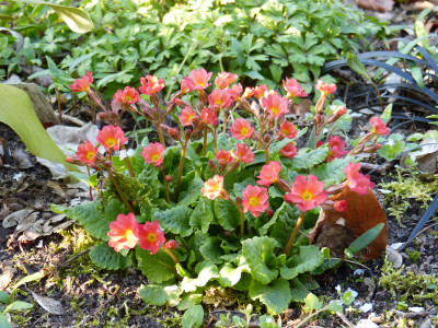 2019-04-08 Primula 'Wanda' orange.jpg