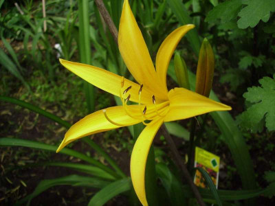 Amurtaglilie.jpg