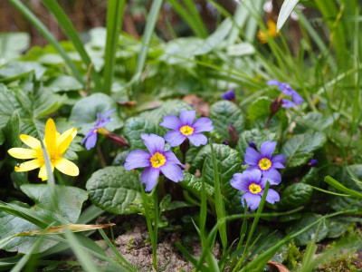 Primula Juliana 'Usambarablau' P4090399.JPG