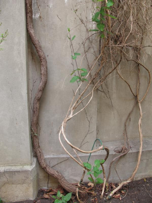 lonicera7.img.JPG