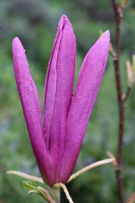 blau weiß gelbes beet 004.JPG