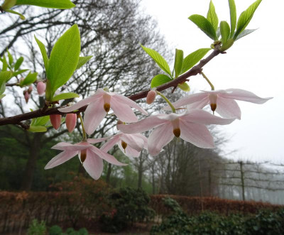 Melliodendron xylocarpum April 2019.jpg