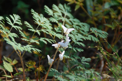 DSC_5042.JPG