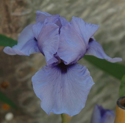 A3941a_Large.JPG
