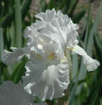 A3948a_Large.JPG