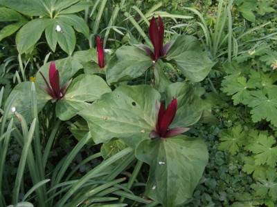 DSCF6136.JPG