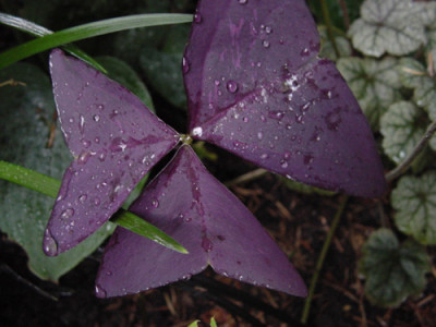 oxalis_01.jpg