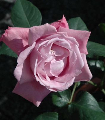 A3934a_Large.JPG