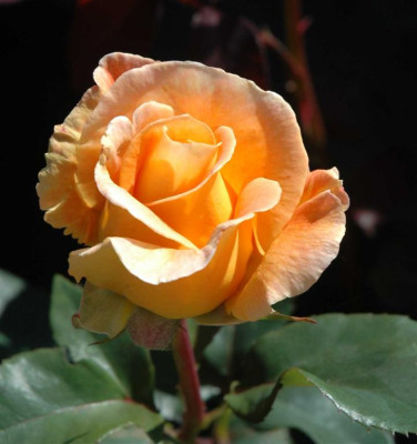 A3935a_Large.JPG