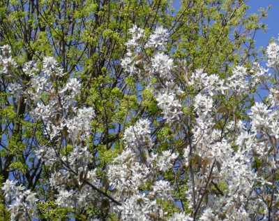 Felsenbirne und Ahorn 201904.jpg