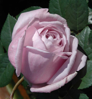 A3936a_Large.JPG