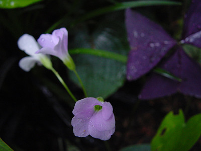 oxalis_bluete.jpg
