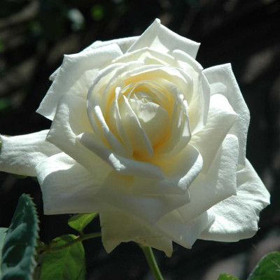 A3959a_Large.JPG