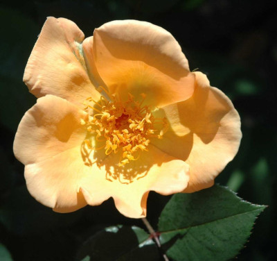 A3963a_Large.JPG