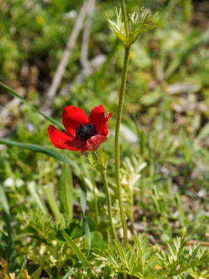 P3310195_DxO_1000px.jpg