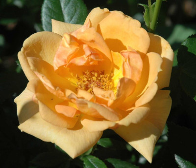 A3971a_Large.JPG