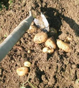 08_23_kartoffelernte_kl.jpg