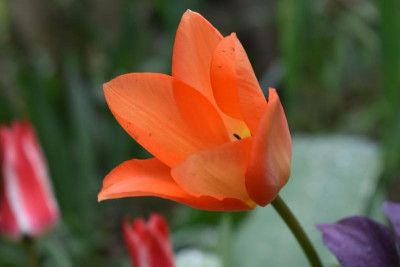 tulpe 002.JPG