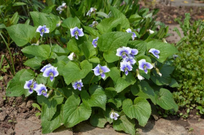 Viola_sororia-Prisceana.19-2.jpg